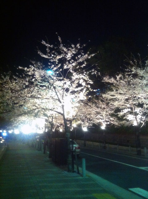 桜、三日目・・・・・・うーん