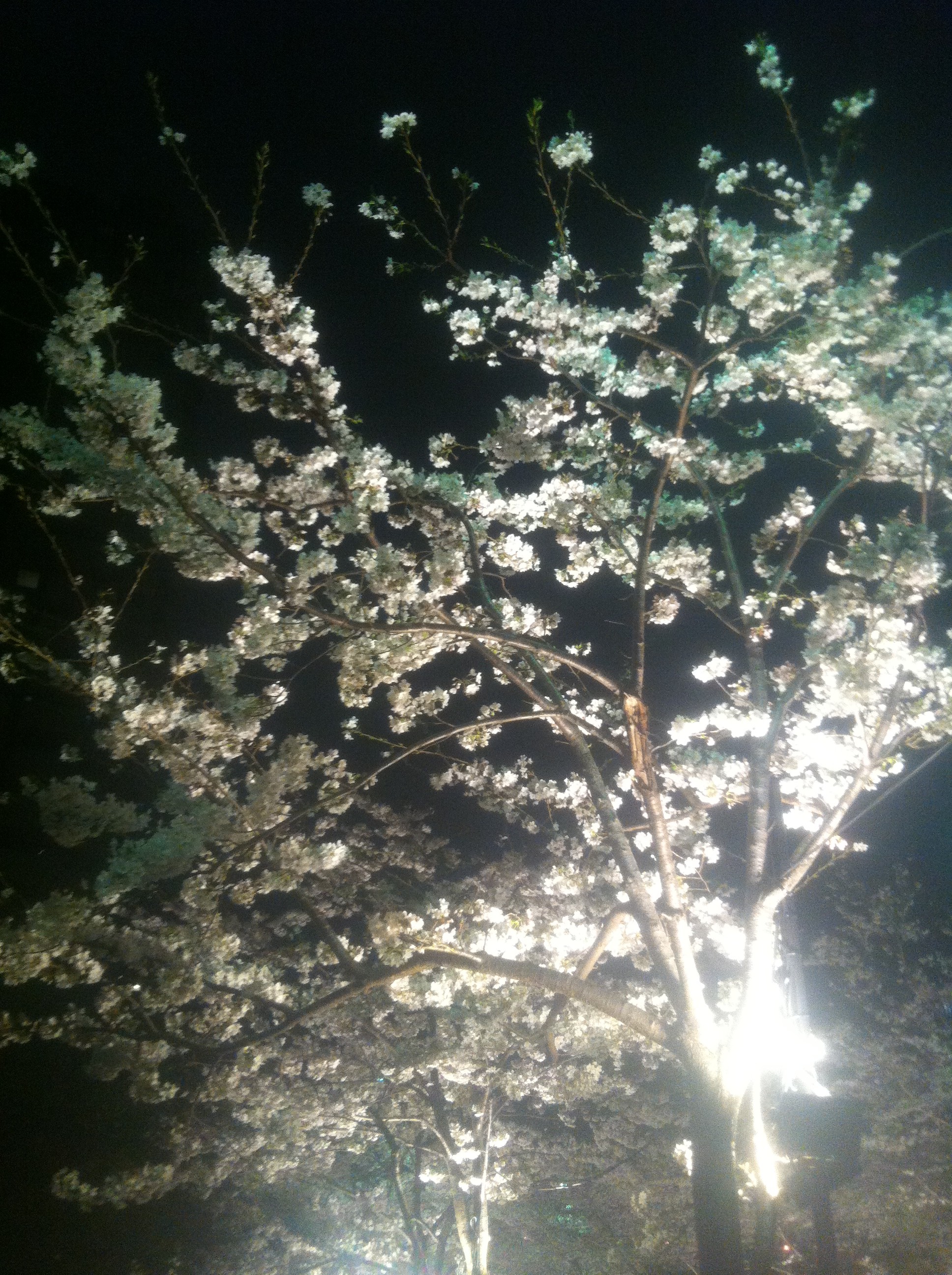 やっぱり毎晩の帰宅を出迎えてくれる夜桜も満開なので